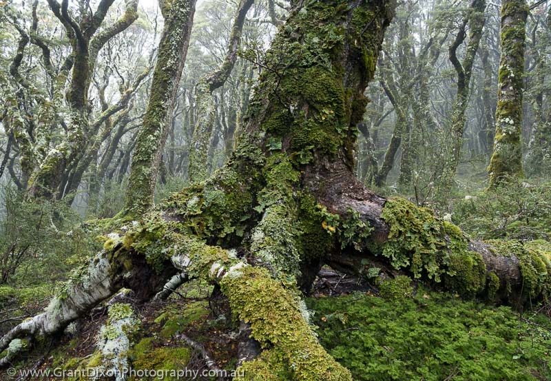 image of Huxley Beech & lichens